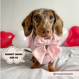 Brown dachshund sitting indoors wearing the Cocopup London Baby Pink Heart Luxe Sailor Bow Tie
