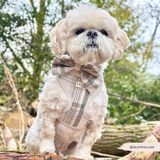 Small cream dog wearing the Oxford Plaid bow tie with a matching plaid harness outdoors