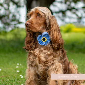 Brown cocker spaniel sitting in a garden wearing the Cocopup London Forget Me Not Collar Flower