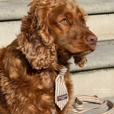 Side view of a brown cocker spaniel on steps wearing the London Linen Stripes Dog Tie, by Cocopup London