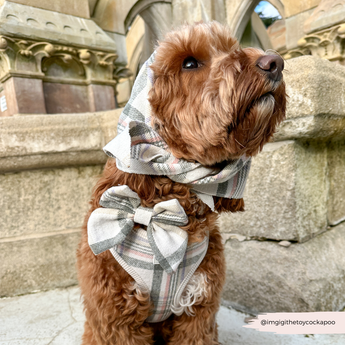 Zijaanzicht van dichtbij van een bruine hond met krulvacht bij stenen treden met de Cocopup London Oxford Plaid Bandana