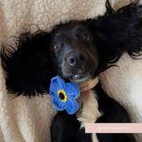 Black long-eared dog lying on a cream chair wearing the Cocopup London Forget Me Not Collar Flower