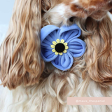 Close-up of a brown and white spaniel wearing the Cocopup London Forget Me Not Collar Flower
