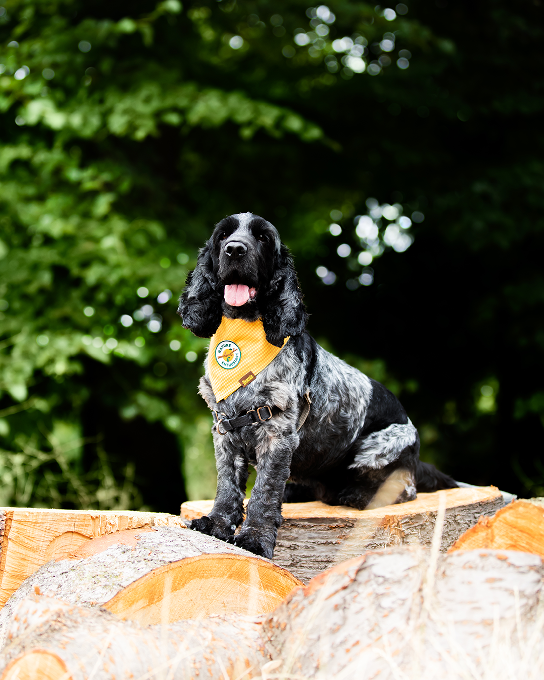 Nature Enthusiast iron-on patch for dogs