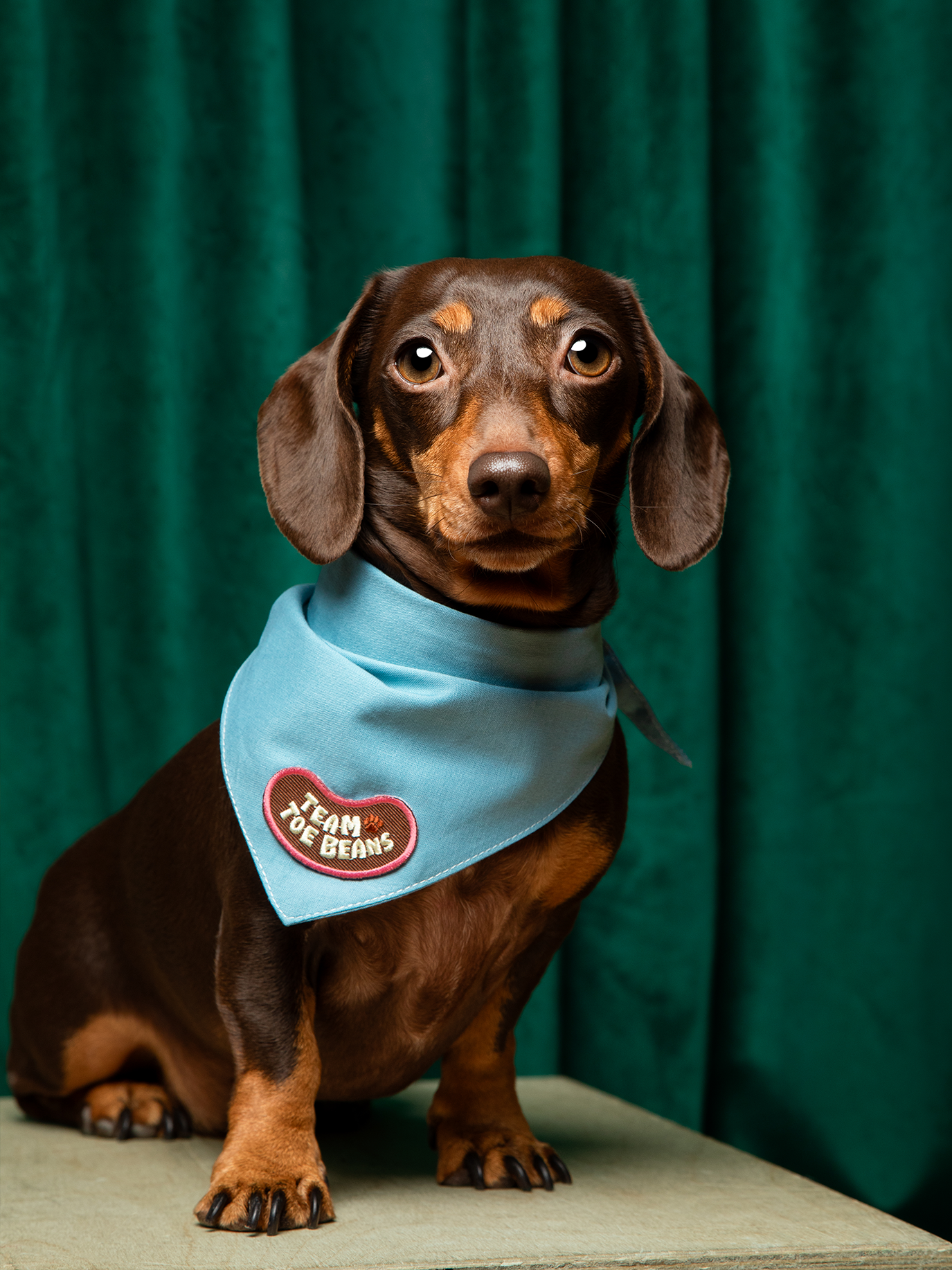 Team Toe Beans iron-on patch for pets