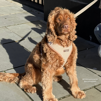 Brown curly-coated dog sitting on a sunny pavement wearing the London Linen Stripes harness, by Cocopup London