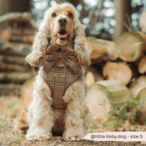 Cream cocker spaniel wearing the Pup Plaid bow tie and matching harness in woodland