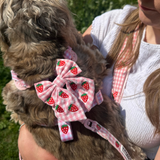 Kleine grijze hond met de Strawberry Picnic Pup strik, buiten op de arm gedragen