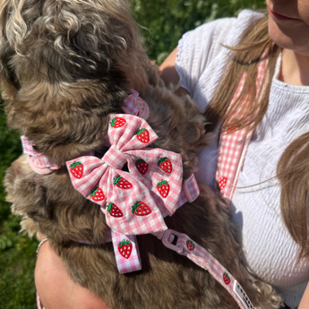 Kleine grijze hond met de Strawberry Picnic Pup strik, buiten op de arm gedragen