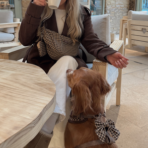 Brown dog wearing Cotswolds Check Sailor Bow Tie while greeting a seated woman in a cafe