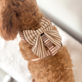 Small brown curly-coated dog indoors wearing the London Linen Stripes Sailor Bow Tie, by Cocopup London