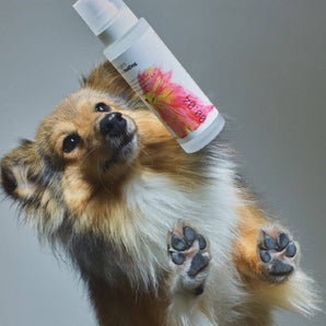 Dog Mist - Mid/night 00.00 x HotDog