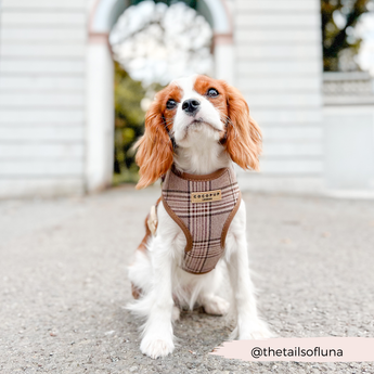 Cavalier King Charles spaniel wearing the Pup Plaid harness outside a light building