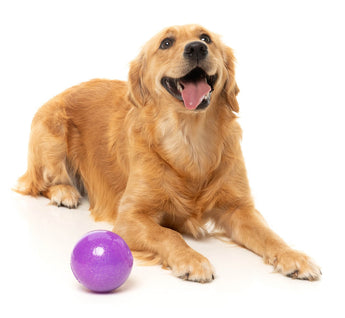 Golden dog lying beside the FuzzYard Truth Tellin' Treat Ball
