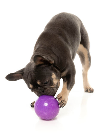 Black dog pawing the FuzzYard Truth Tellin' Treat Ball