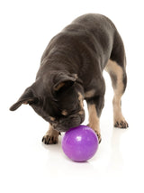 Black dog exploring the FuzzYard Truth Tellin' Treat Ball