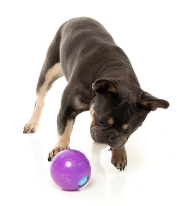 Black dog nudging the FuzzYard Truth Tellin' Treat Ball