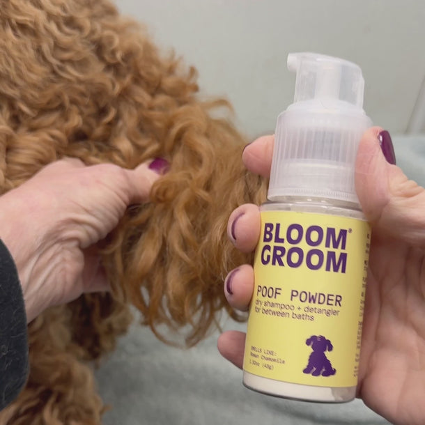 Bloom Groom Poof Powder demonstrated on a curly dog coat