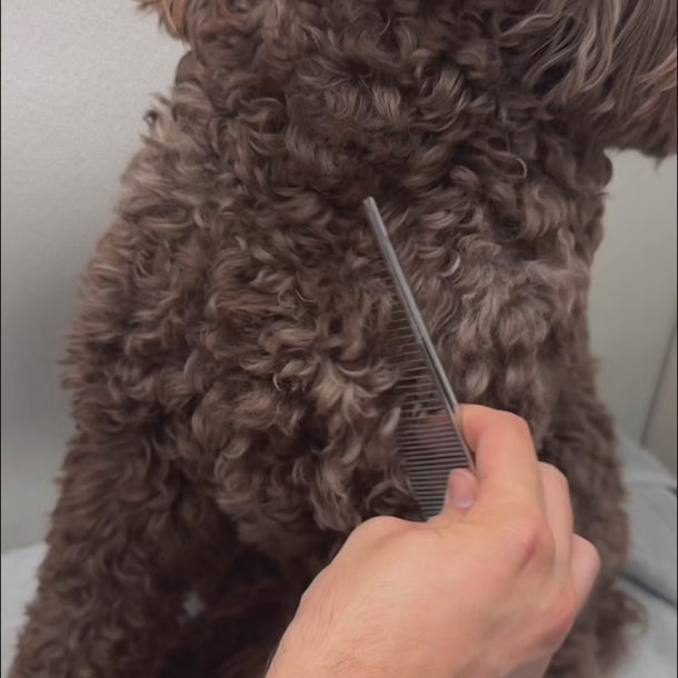 Brushing a curly dog coat with Bloom Groom Poof Powder