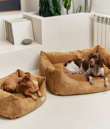 Dogs resting in mustard corduroy CAFIDE Snozy dog beds