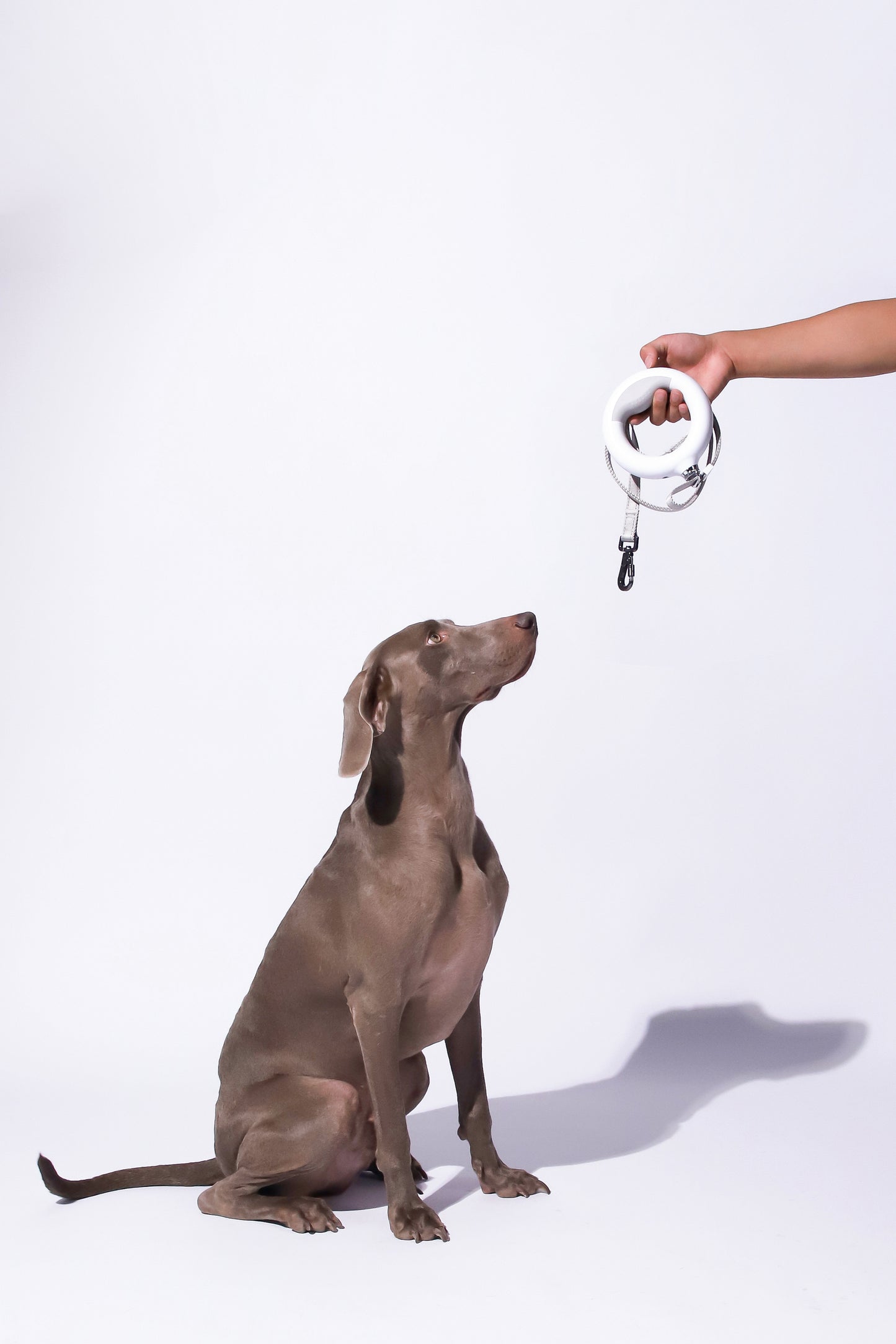LED Dog Leash With Flashlight