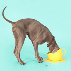 Cup & Plate Set - Yellow