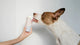The Ubbe - Modern Treat Filler Chew Toy for Dogs